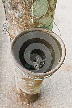 A device for tapping rubber hanging on a rubber tree. photo